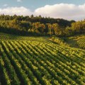 Exploring the Top Wine-Producing States in the United States